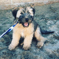 Beef Liver Treats